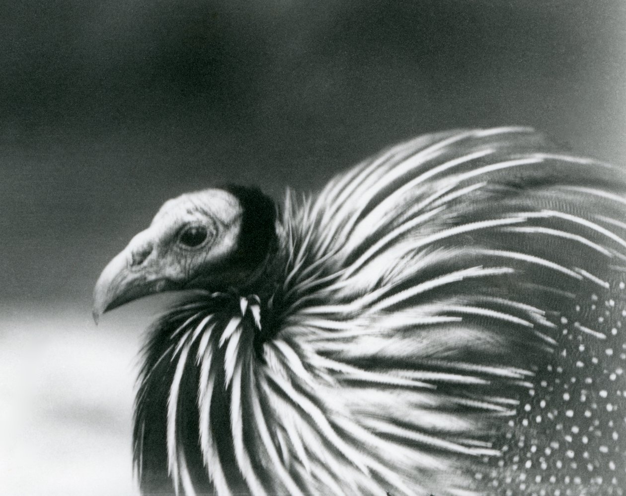 Una pintada vulturina en el Zoológico de Londres en 1927 de Frederick William Bond