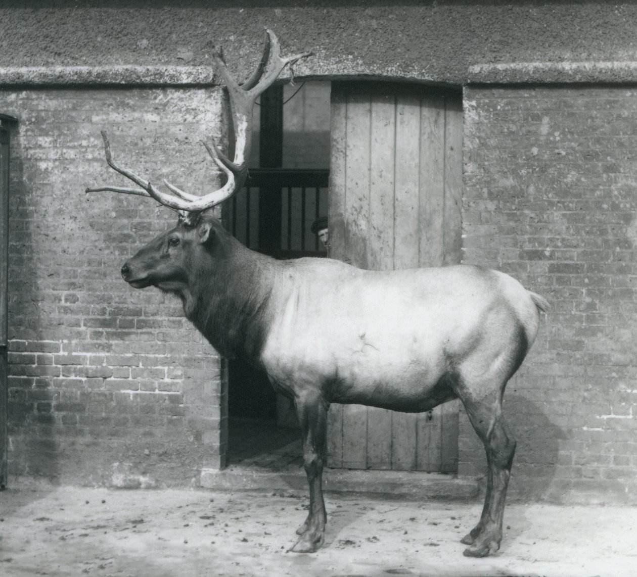 Un ciervo Wapiti en su recinto en el Zoológico de Londres en septiembre de 1927 de Frederick William Bond