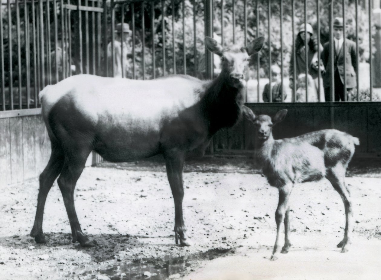 Un wapití/ciervo con su cervatillo en su corral con visitantes mirando a través de las barras, Zoológico de Londres de Frederick William Bond