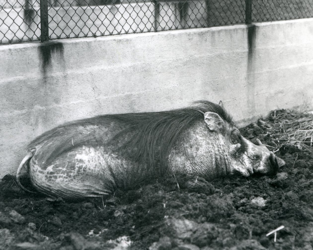Un jabalí durmiendo en el barro, Zoológico de Londres, julio de 1927 de Frederick William Bond