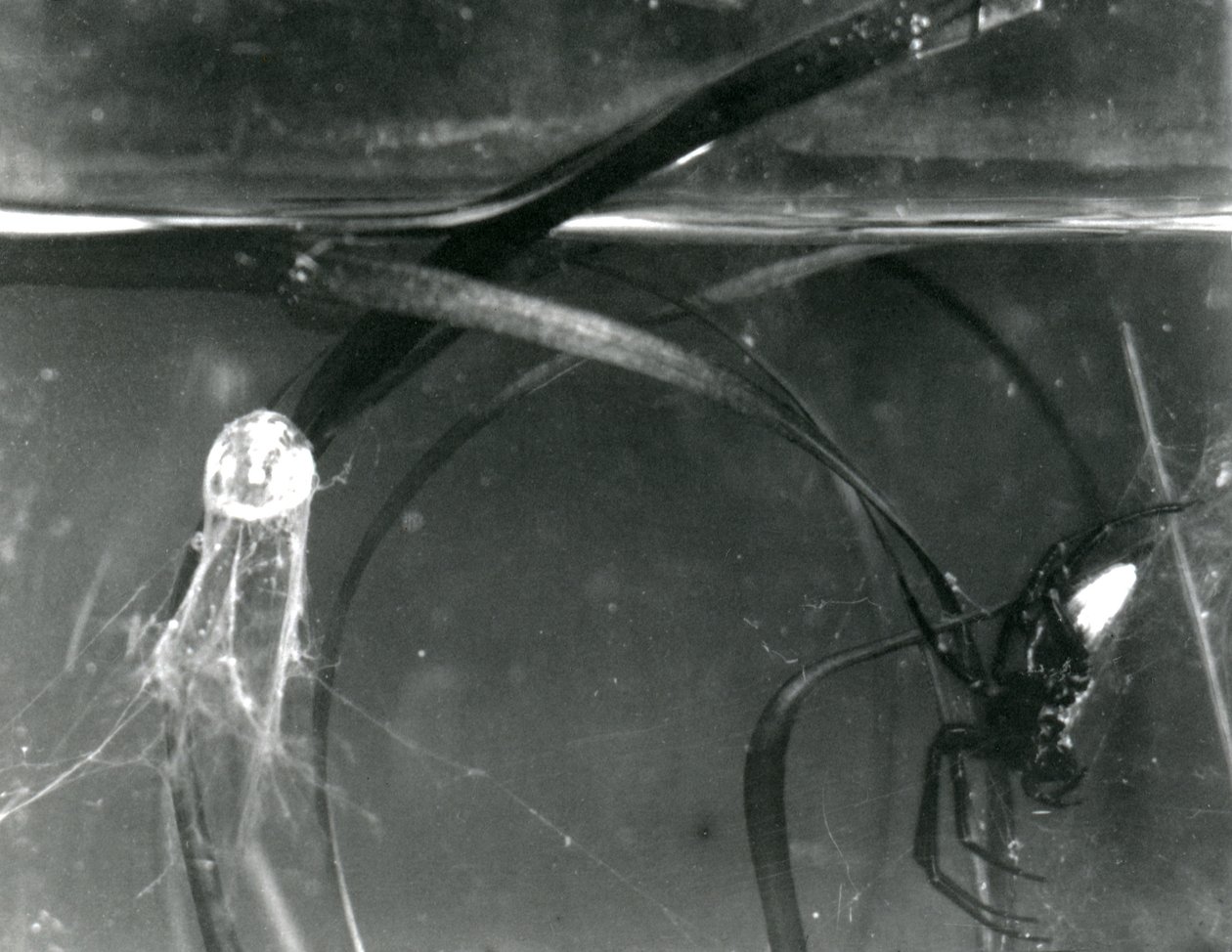Una araña de agua y su campana de aire bajo el agua, Zoológico de Londres, octubre de 1925 de Frederick William Bond