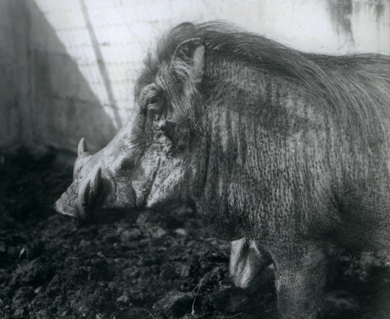 Un jabalí en el barro, Zoológico de Londres, 1927 de Frederick William Bond