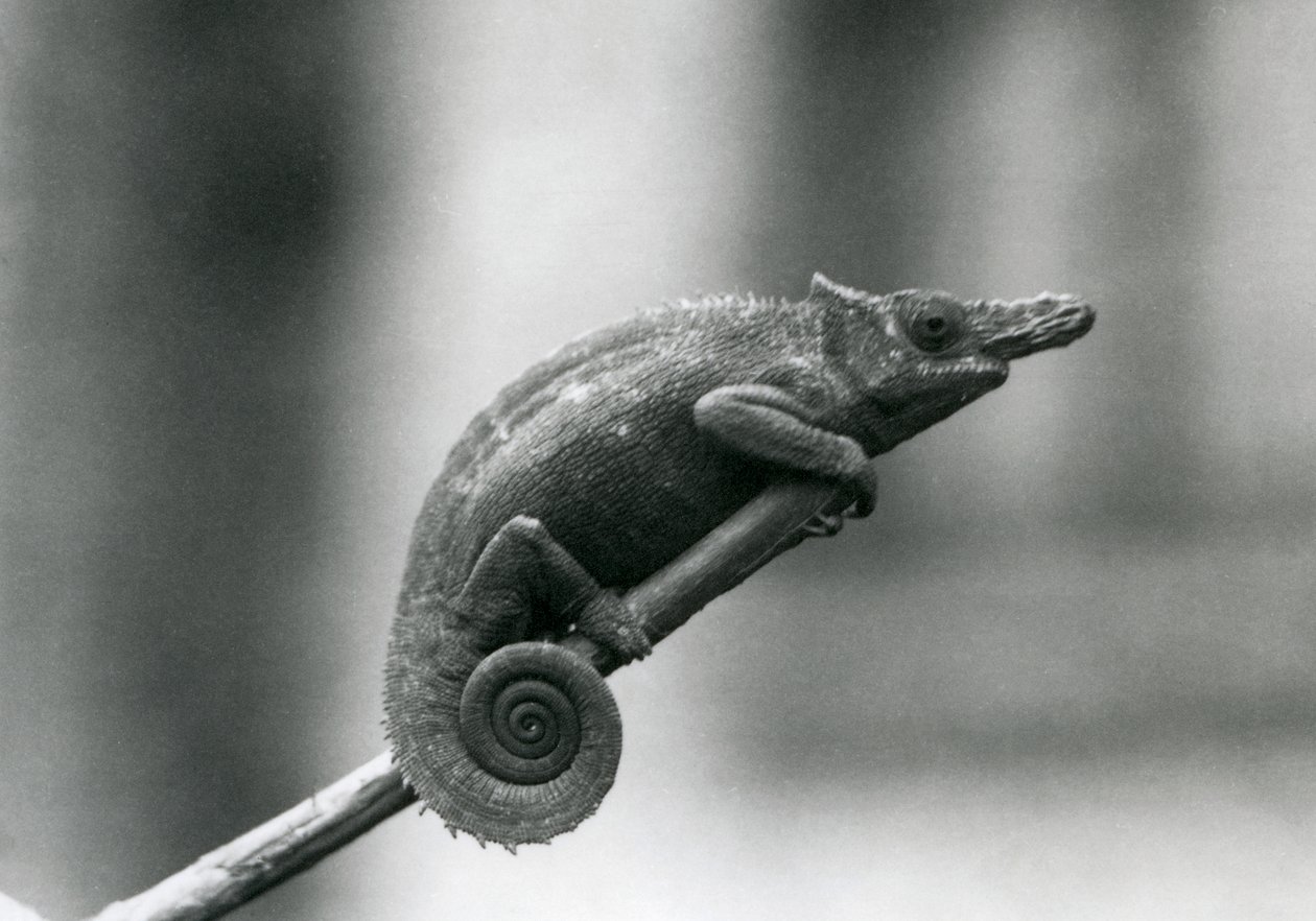Un camaleón de dos cuernos de Usambara Occidental, Zoológico de Londres, 1927 de Frederick William Bond