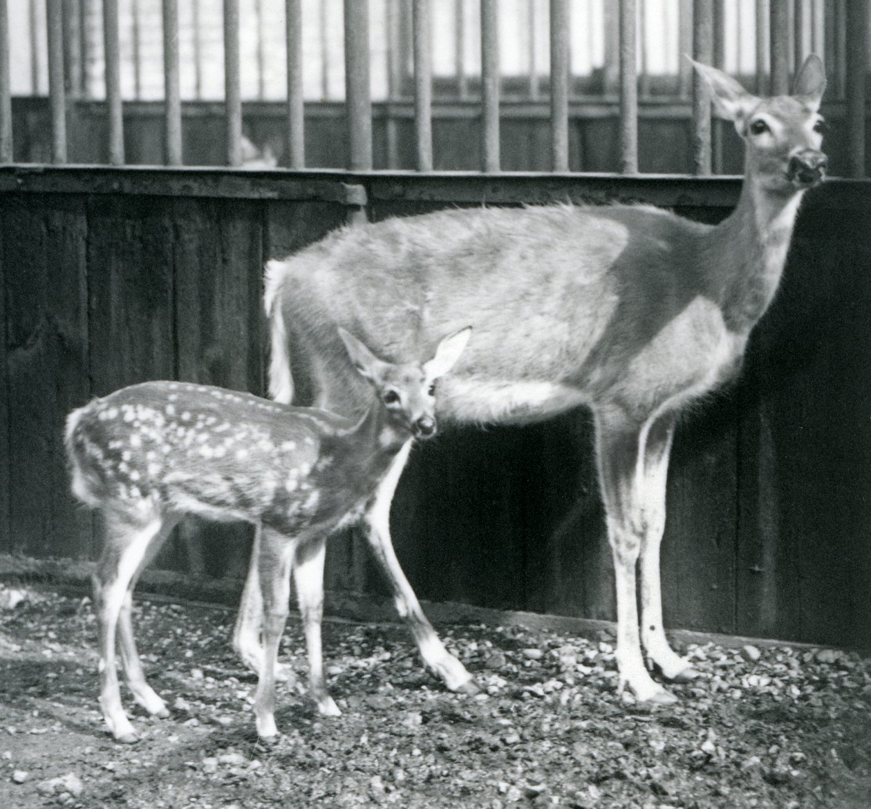 Un Venado de Cola Blanca de Virginia con su cervatillo en el Zoológico de Londres en agosto de 1927 de Frederick William Bond