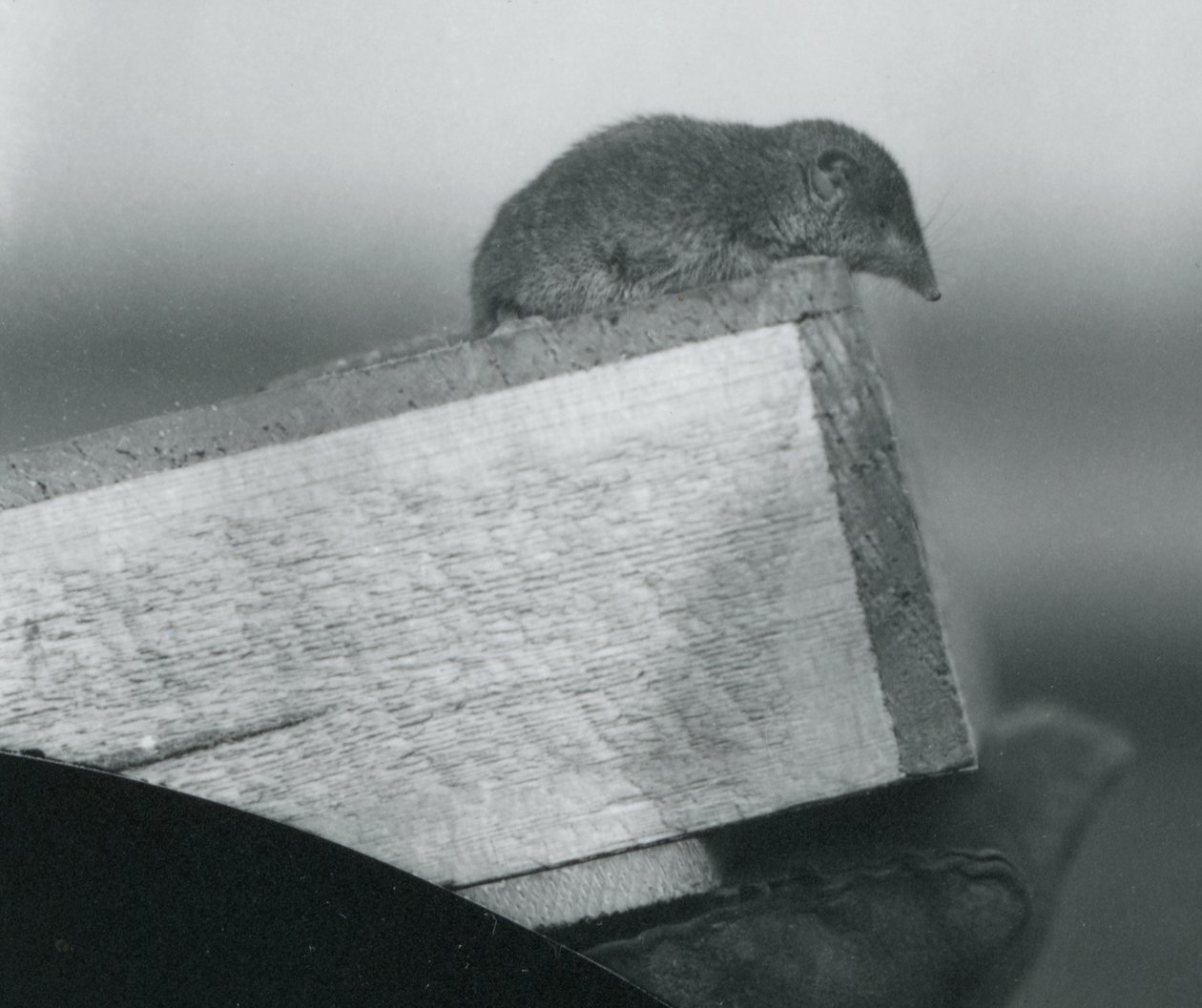 Una musaraña de dientes blancos mirando desde el borde de una caja de madera sostenida por la mano enguantada de un cuidador en el Zoológico de Londres, abril de 1917 de Frederick William Bond