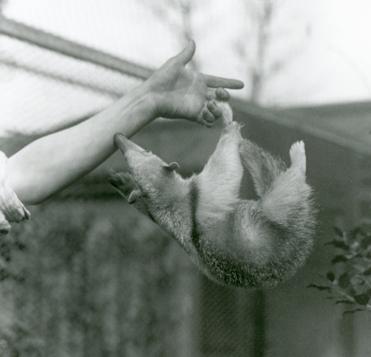 Un joven tamandúa collares colgando de los dedos de su cuidador con su cola prensil mientras intenta agarrarse al brazo del cuidador, Zoológico de Londres, abril de 1925 de Frederick William Bond