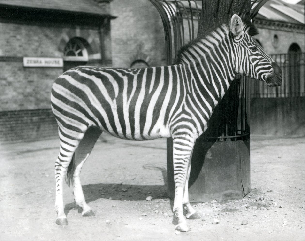 Una cebra en el corral fuera de la Casa de la Cebra en el Zoológico de Londres en 1925 de Frederick William Bond