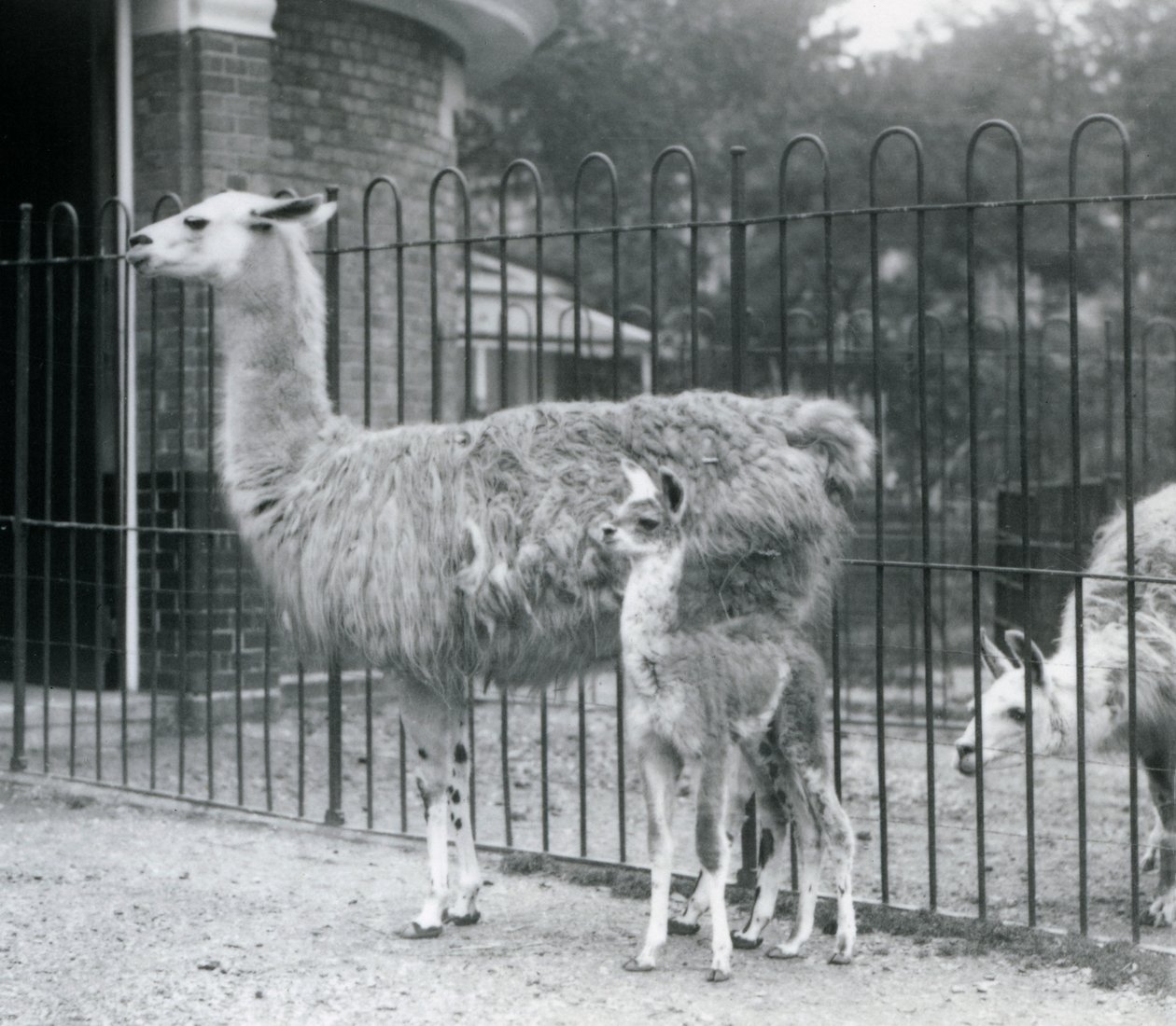 Una cría de llama con su madre en el zoológico de Londres, 1926 de Frederick William Bond