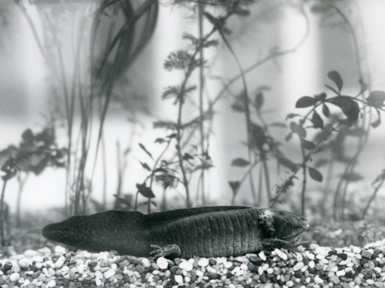 Un Axolote Negro/Salamandra Mexicana descansando sobre grava en el fondo de un tanque en el Zoológico de Londres en 1928 de Frederick William Bond