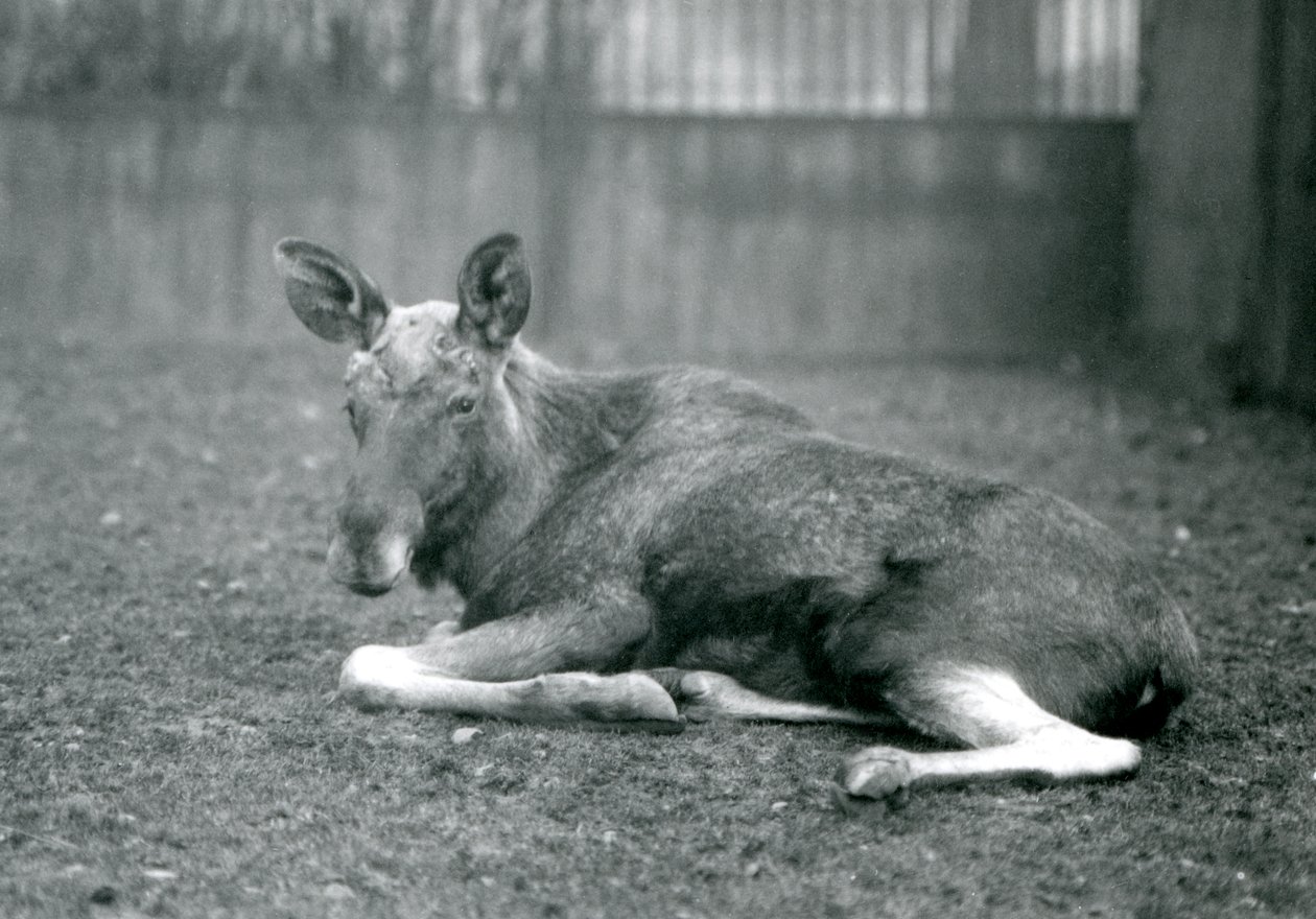 Alce macho mostrando las cicatrices de sus astas recién caídas, acostado en el Zoológico de Londres, enero 1926 de Frederick William Bond