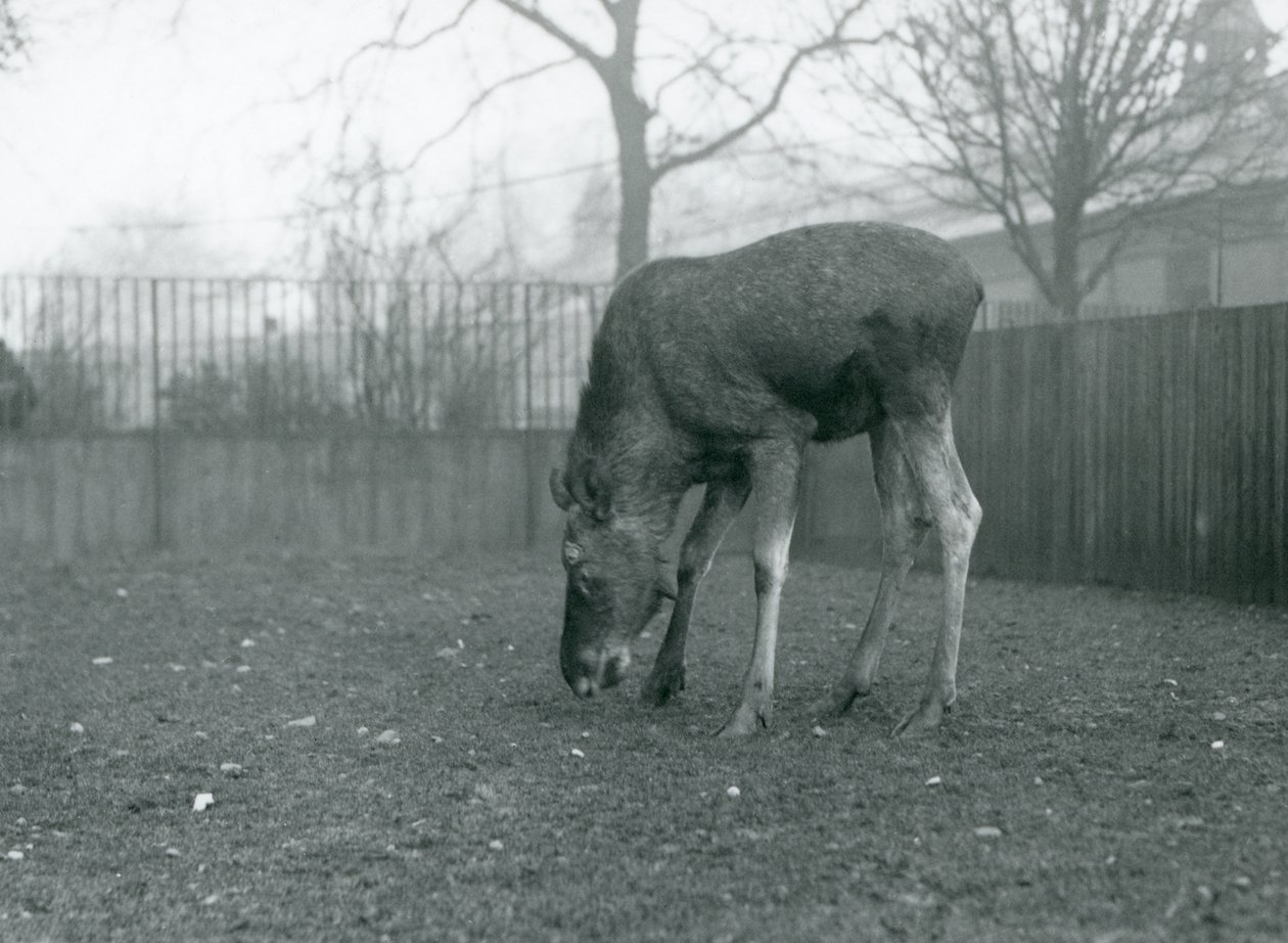 Un alce/toro alce en su corral se inclina hacia la hierba, Zoológico de Londres, enero de 1926 (foto en blanco y negro) de Frederick William Bond