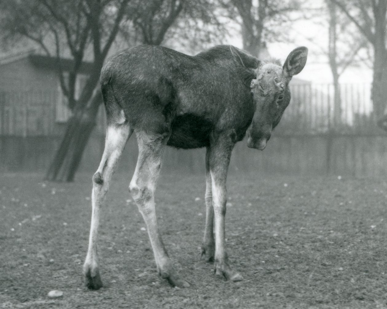 Alce macho con heridas de astas recién caídas, de pie en el Zoológico de Londres, enero 1926 de Frederick William Bond
