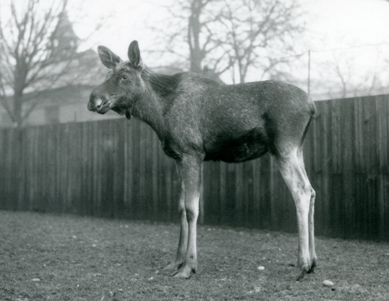 Alce macho con heridas de astas recién caídas, de pie en el Zoológico de Londres, enero 1926 de Frederick William Bond