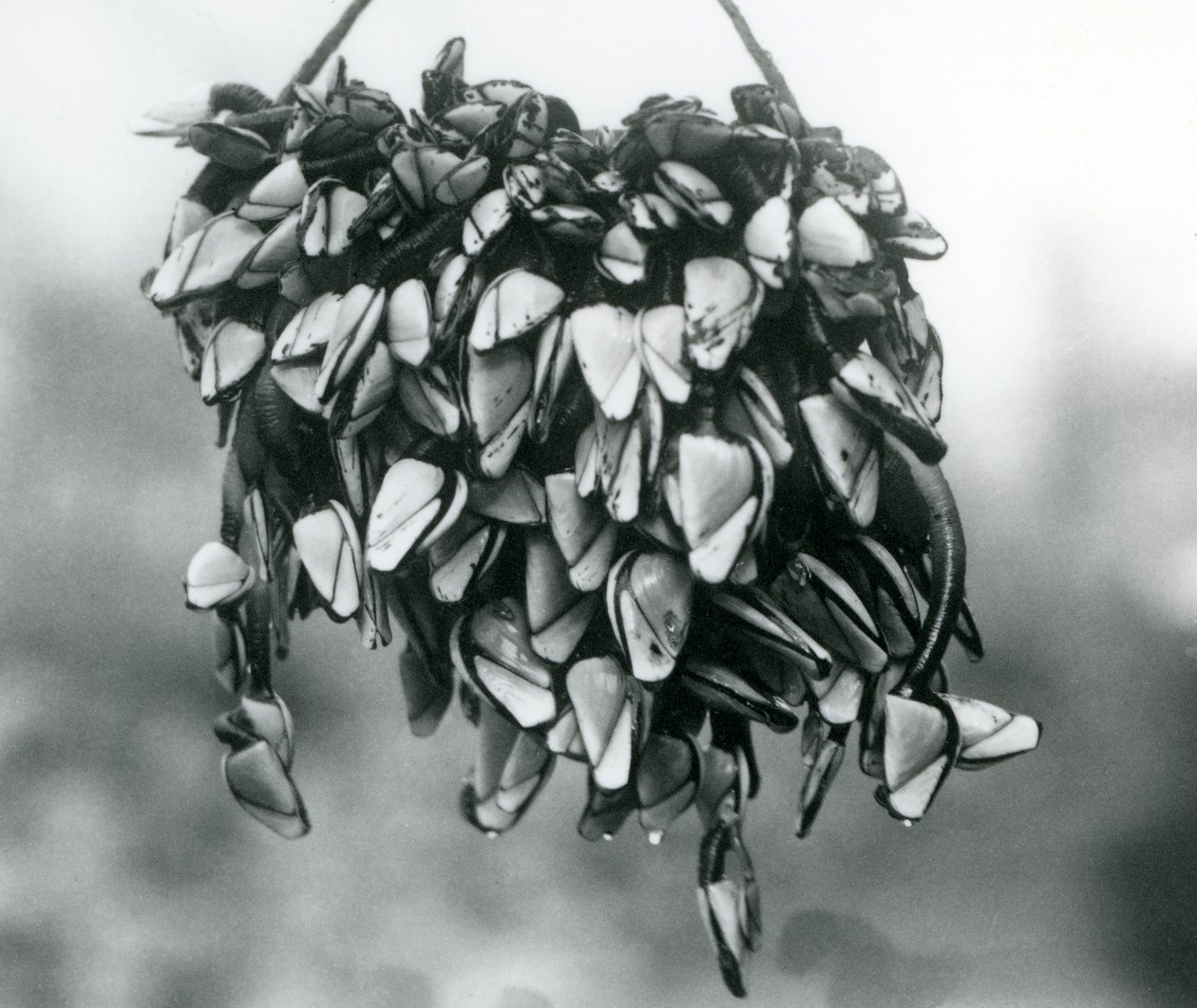 Un grupo de percebes pelágicos colgando de una cuerda fuera del agua, Zoológico de Londres, marzo de 1925 de Frederick William Bond