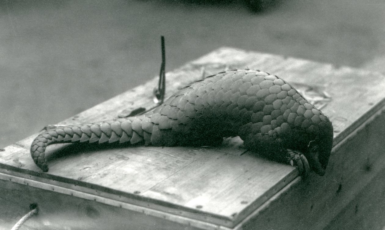 Un pangolín chino en peligro crítico asomándose sobre el borde de la caja de madera en la que está sentado, Zoológico de Londres, julio de 1925 de Frederick William Bond