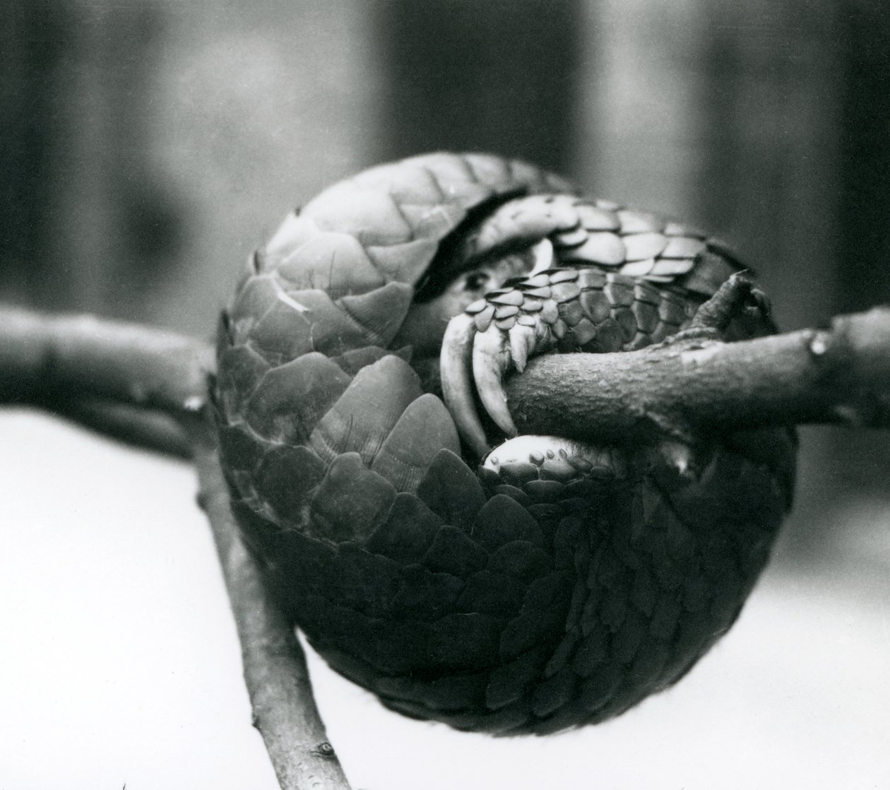 Un pangolín chino en peligro crítico descansando, enrollado alrededor de una rama horizontal, Zoológico de Londres, antes de 1930 de Frederick William Bond