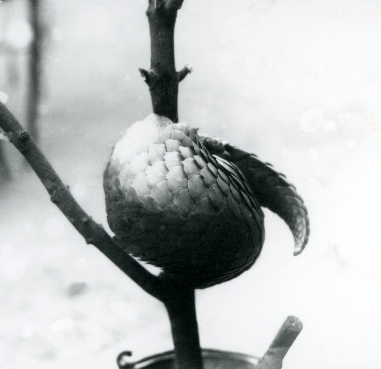Un pangolín chino en peligro crítico de extinción descansando, enrollado alrededor de una rama vertical, Zoológico de Londres, julio de 1925 de Frederick William Bond