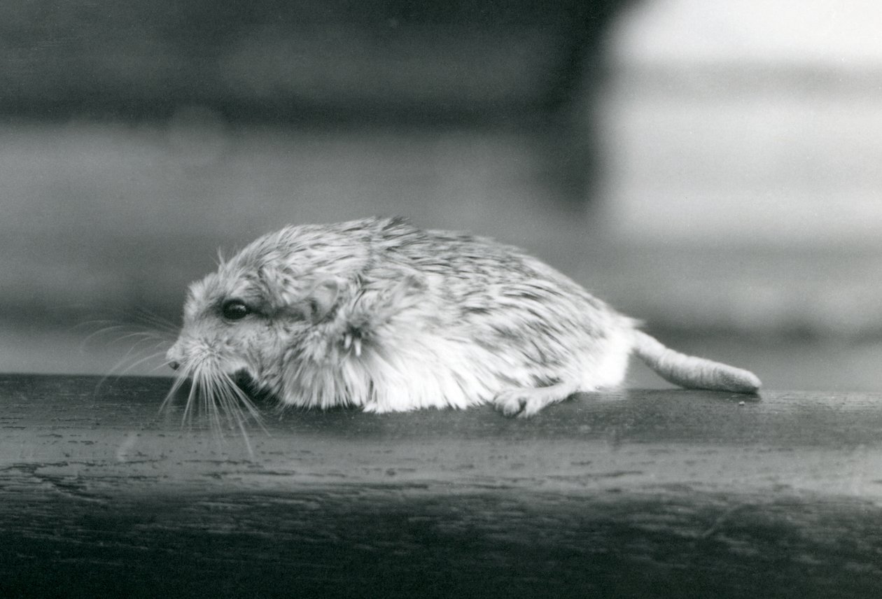 Un gerbo de cola gorda / duprasi, Zoológico de Londres, julio de 1925 (foto en blanco y negro) de Frederick William Bond