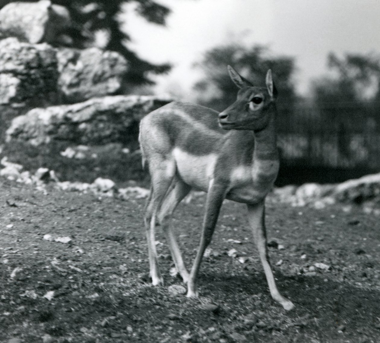 Una hembra de Blackbuck en el zoológico de Londres en 1924 de Frederick William Bond