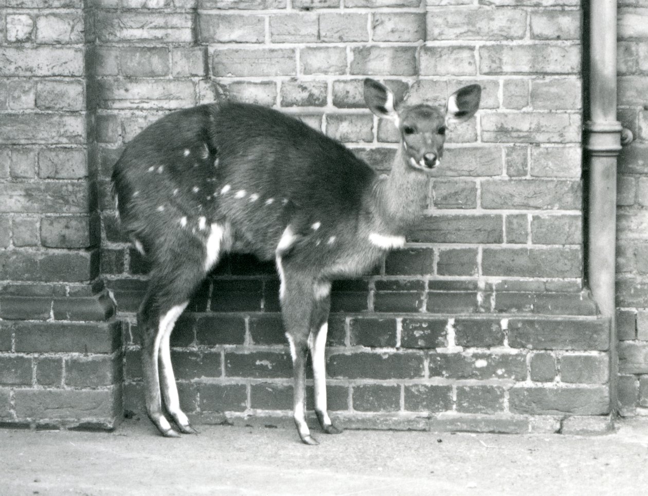 Una hembra de bushbuck del Cabo contra una pared en el Zoológico de Londres en octubre de 1927 de Frederick William Bond