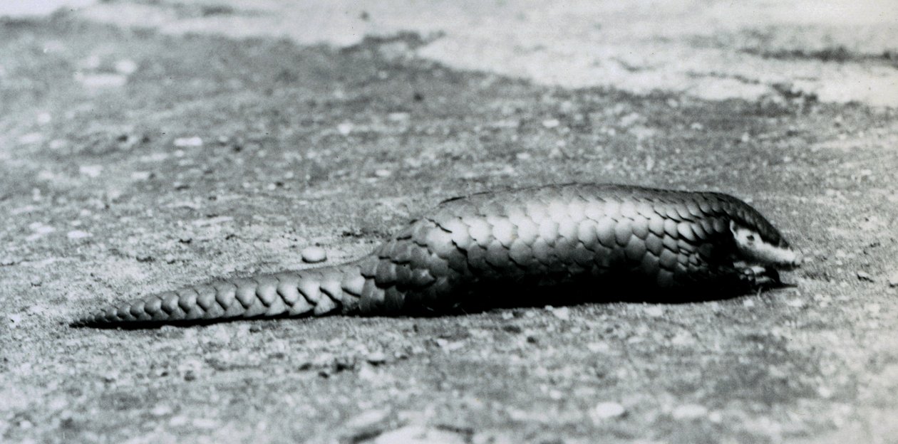 Un pangolín chino hembra en el Zoológico de Londres en agosto de 1925 de Frederick William Bond