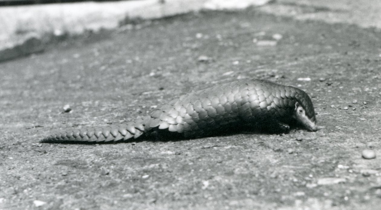 Un pangolín chino hembra en el Zoológico de Londres en agosto de 1925 de Frederick William Bond