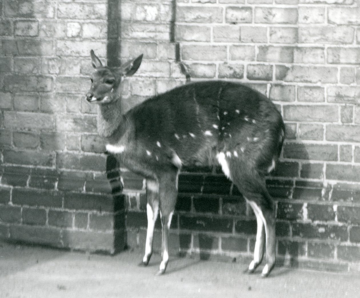 Una hembra de imbabala o bushbuck del Cabo de pie contra una pared en el Zoológico de Londres, 6 de octubre de 1927 de Frederick William Bond