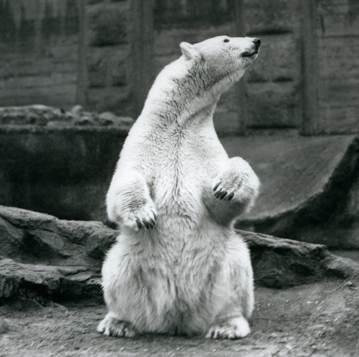 Una osa polar sentada en sus cuartos traseros en las terrazas Mappin en el Zoológico de Londres en septiembre de 1928 de Frederick William Bond