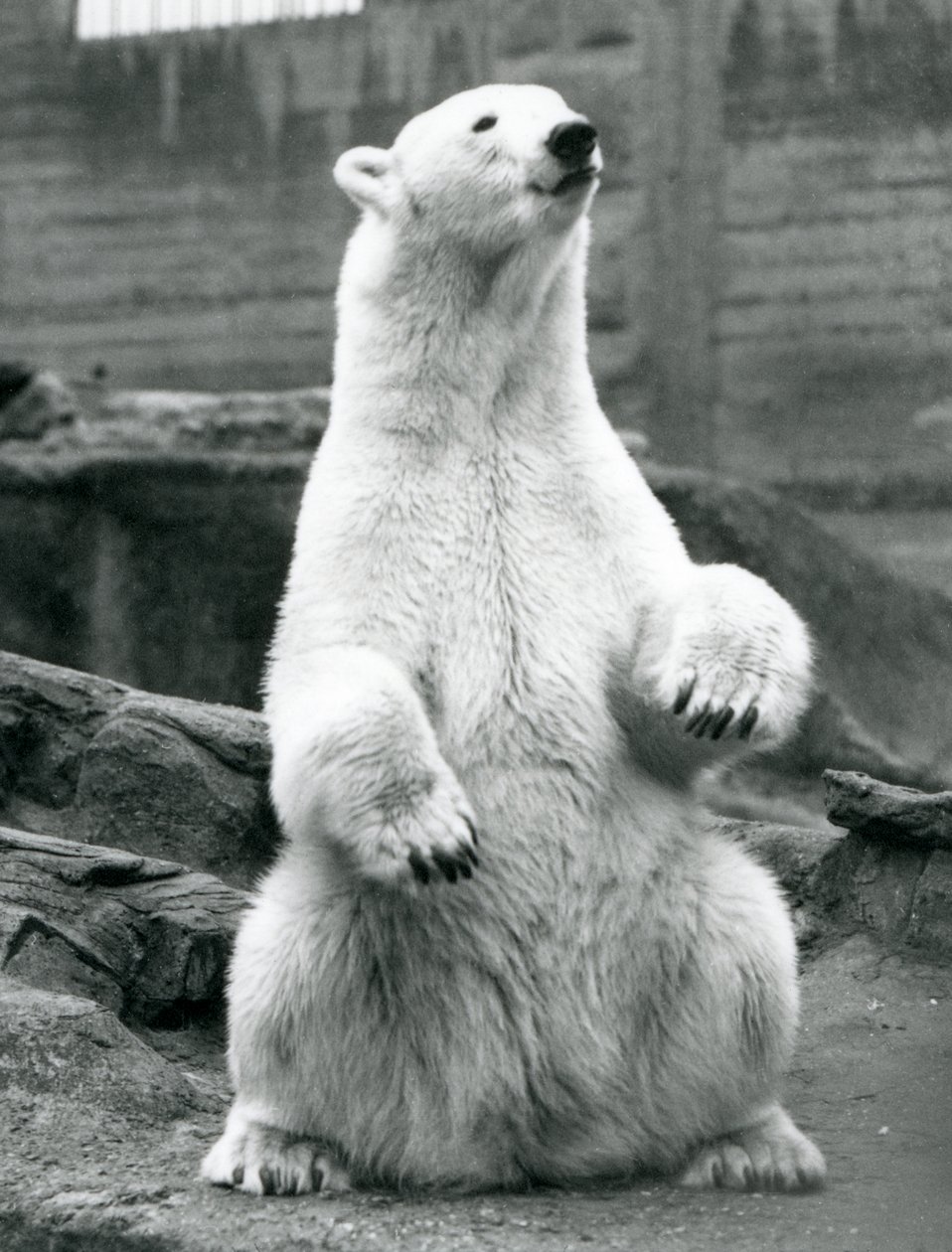 Una osa polar sentada en sus cuartos traseros en las terrazas Mappin en el Zoológico de Londres en septiembre de 1928 de Frederick William Bond