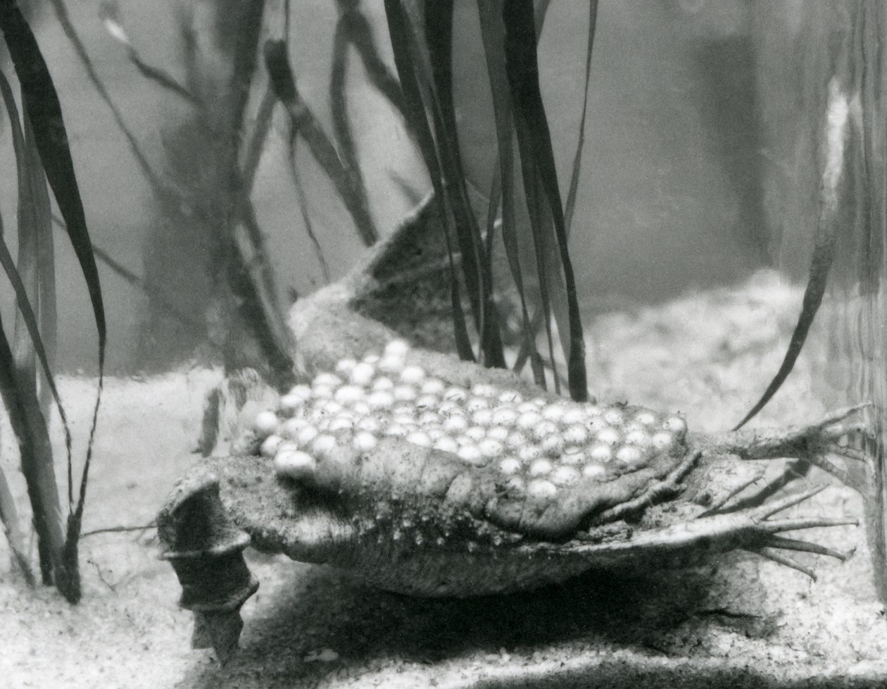 Una rana de Surinam hembra con sus huevos incrustados en la piel de su espalda, Zoológico de Londres de Frederick William Bond