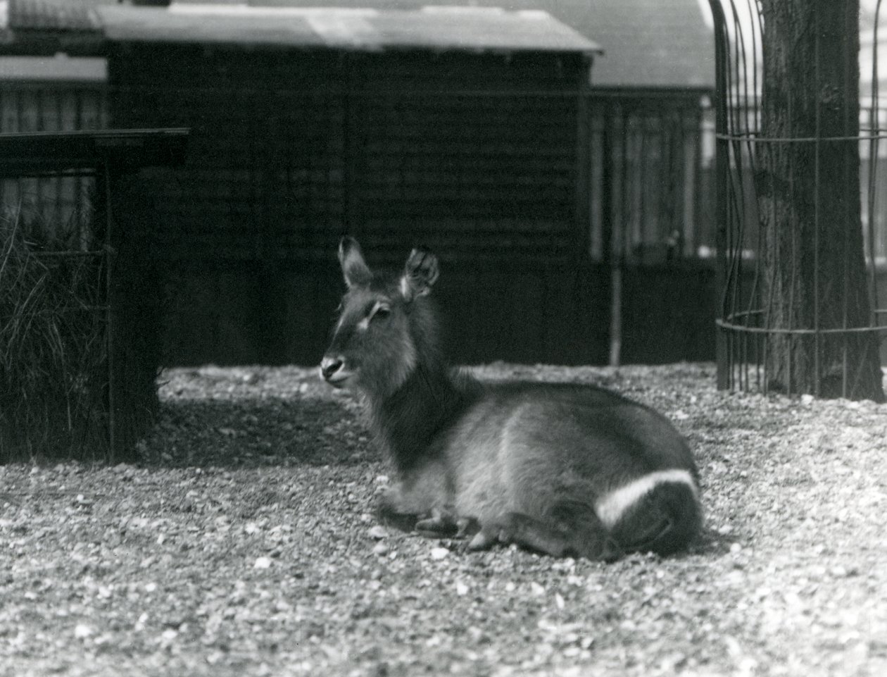 Antílope acuático hembra en su recinto en el Zoológico de Londres, junio de 1924 de Frederick William Bond