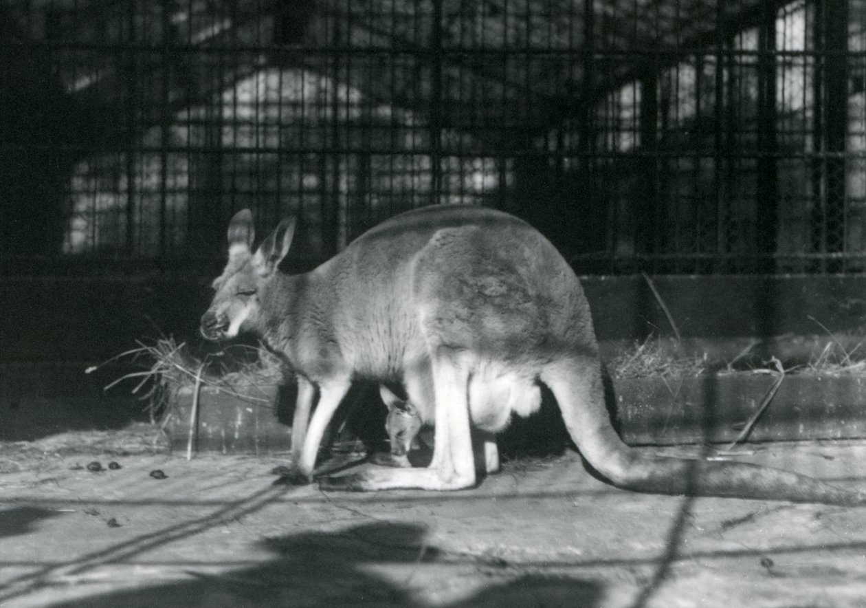 Una canguro roja hembra con su cría en su bolsa, Zoológico de Londres, 1922 de Frederick William Bond