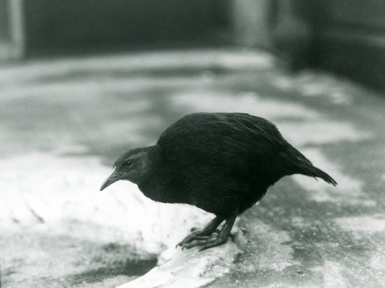 Una gallina weka maorí sin vuelo en el Zoológico de Londres en 1927 de Frederick William Bond