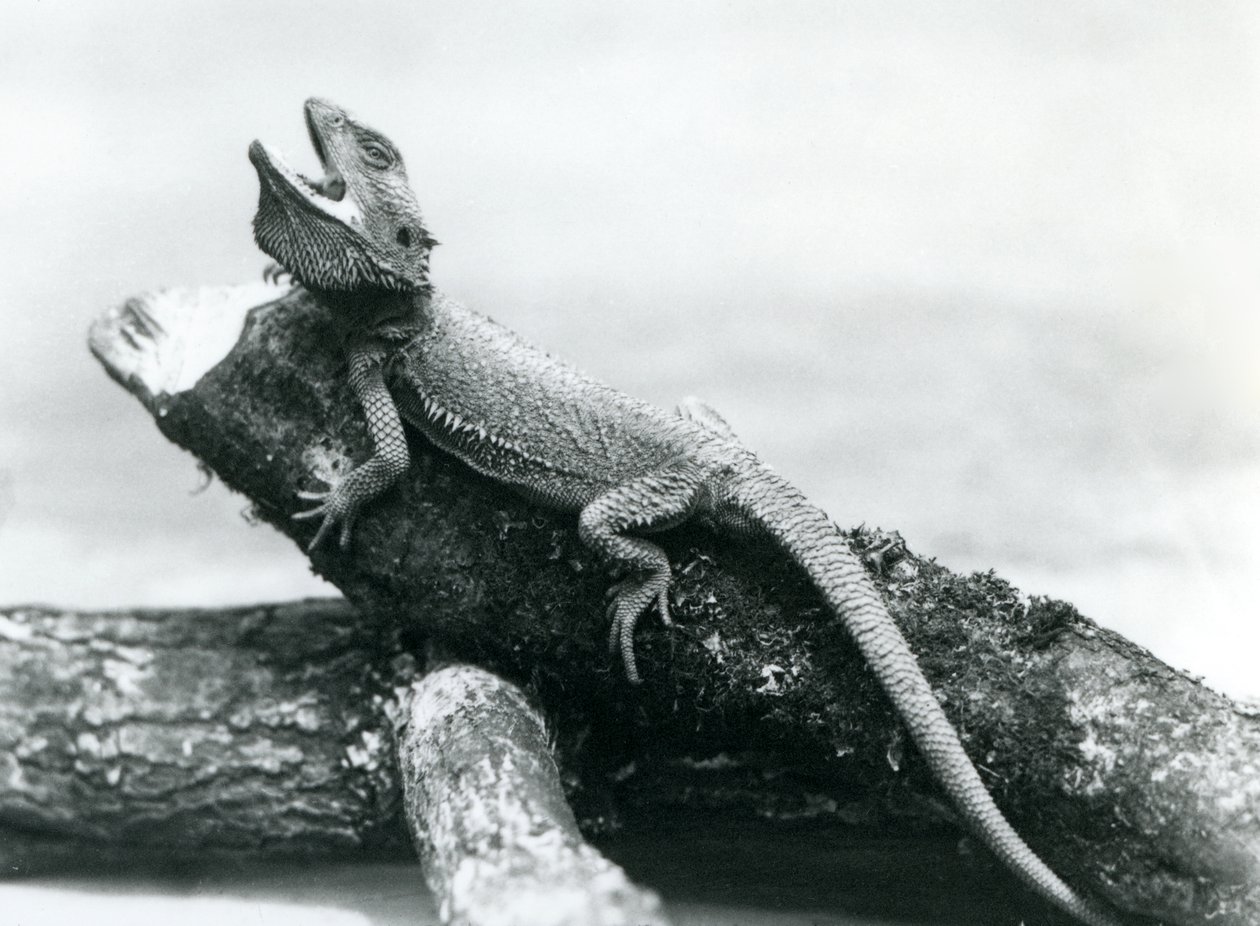 Un dragón barbudo con la boca abierta aferrado a un tronco, Zoológico de Londres, agosto de 1928 de Frederick William Bond