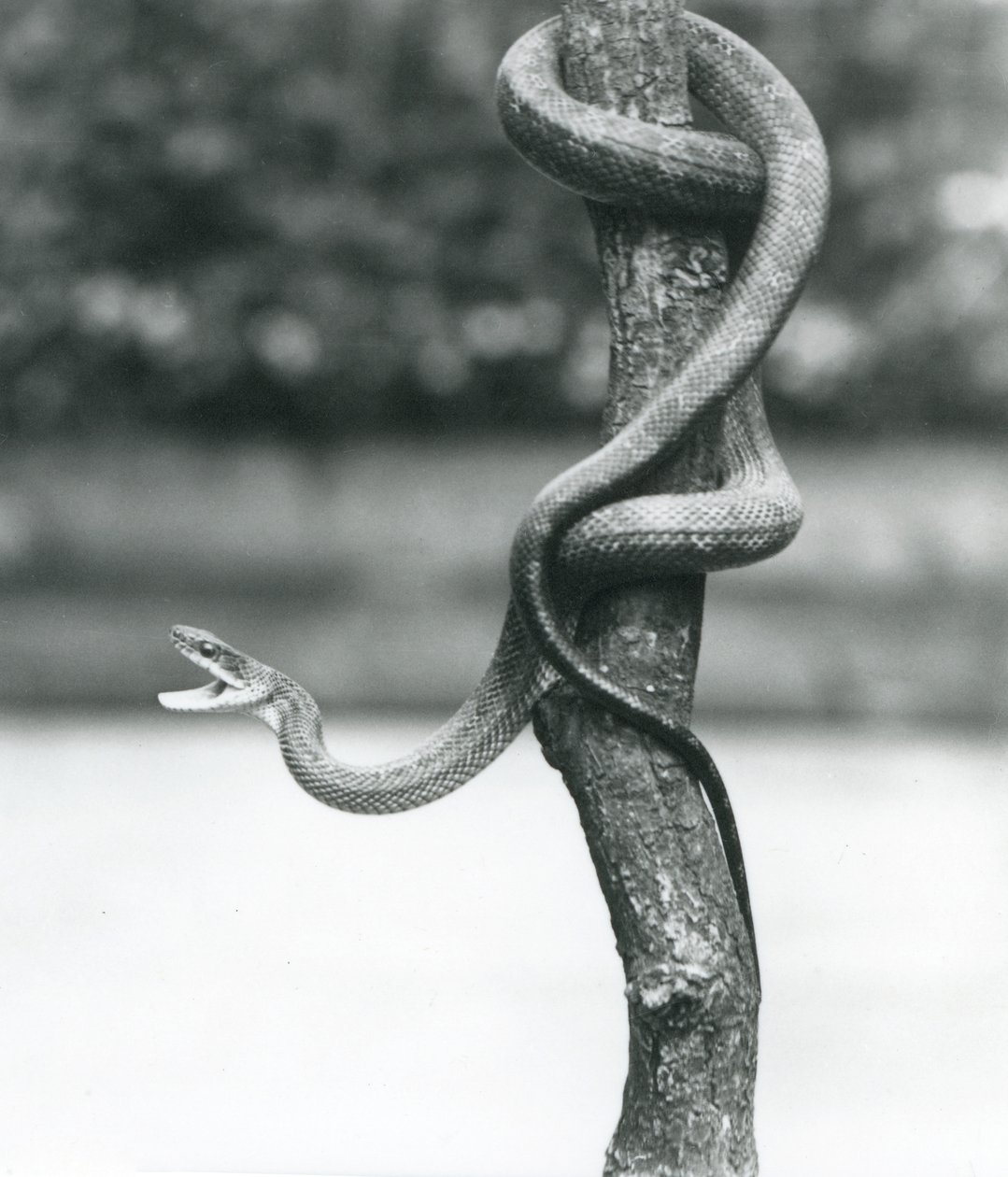 Una serpiente rata de Texas enrollada alrededor de una rama vertical en el Zoológico de Londres en agosto de 1928 (foto en blanco y negro) de Frederick William Bond