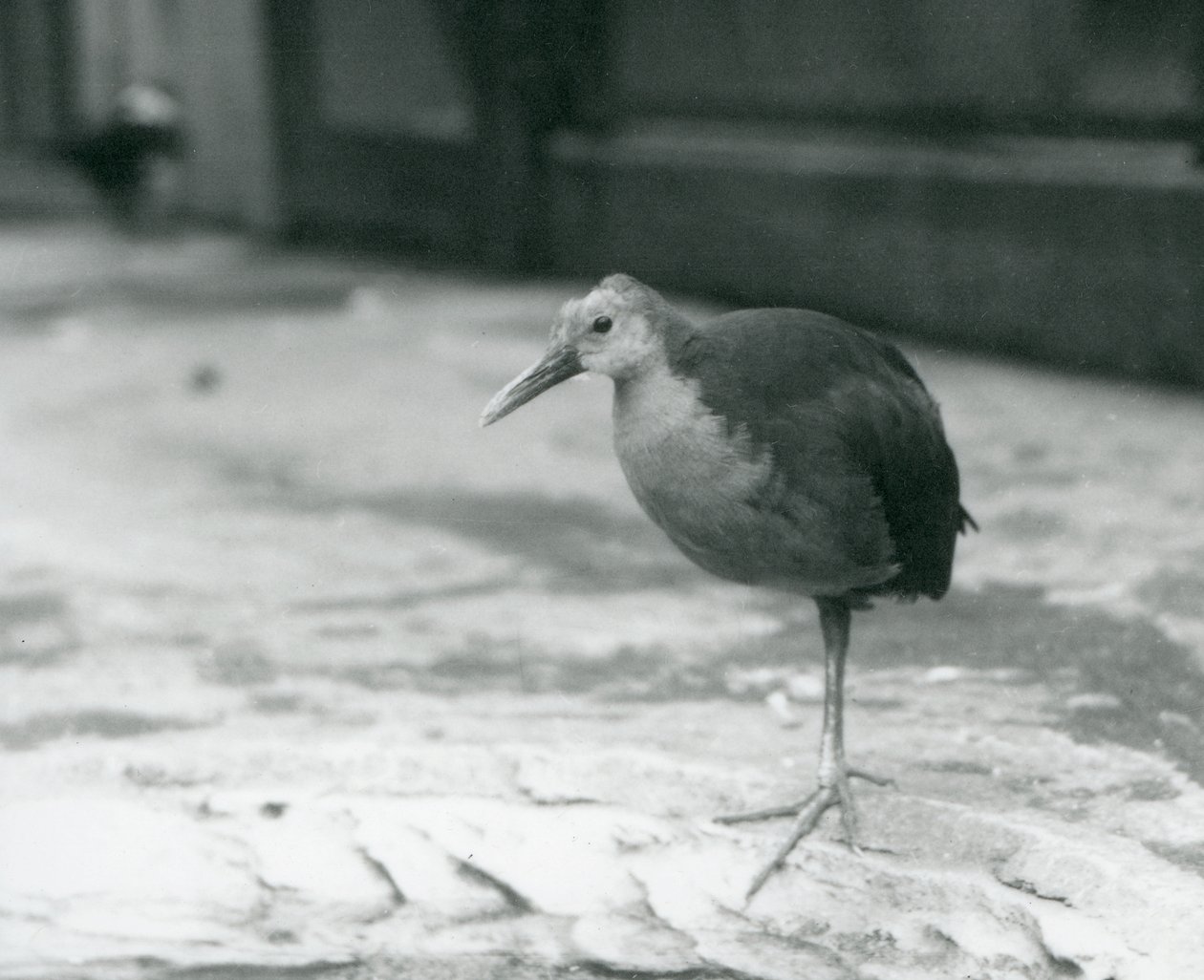 Un rascón de cuello gris o rascón de capucha gris (Aramides cajaneus) de pie sobre una pierna en el Zoológico de Londres en septiembre de 1927 de Frederick William Bond