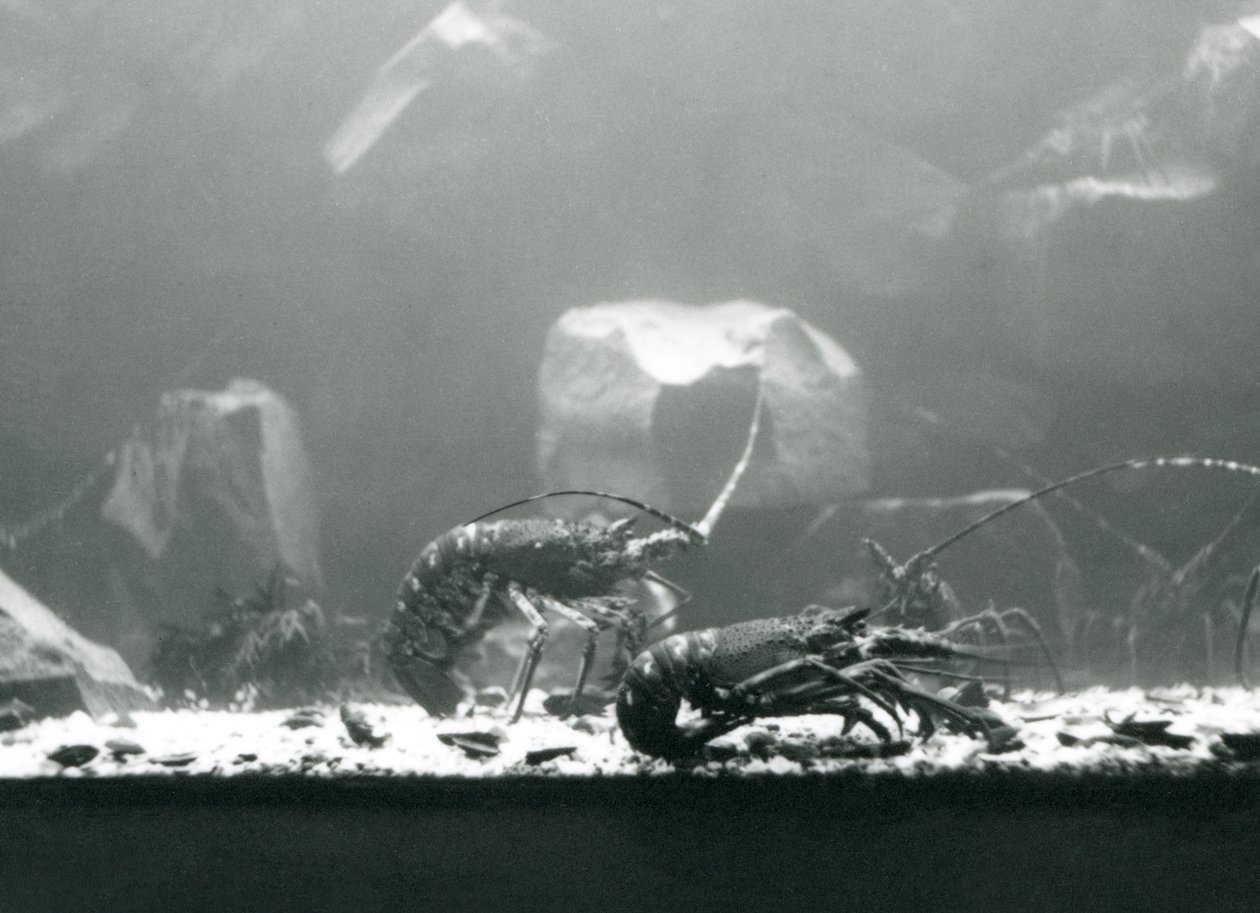 Un grupo de cangrejos de río en el Zoológico de Londres, marzo de 1925 de Frederick William Bond
