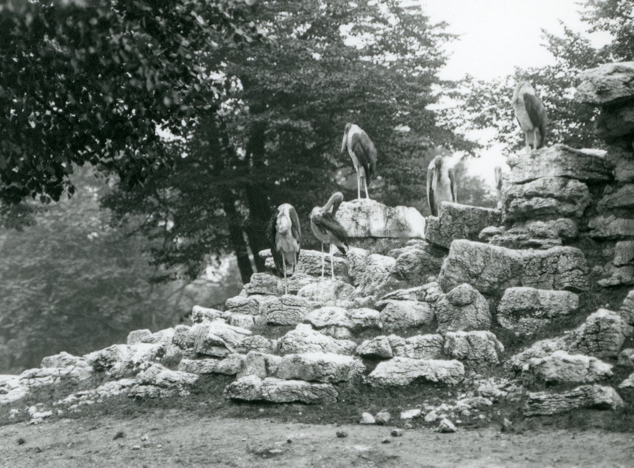 Un grupo de cinco Cigüeñas Marabú posadas en rocas en el Paddock de Antílopes en el Zoológico de Londres en 1928 (foto en blanco y negro) de Frederick William Bond