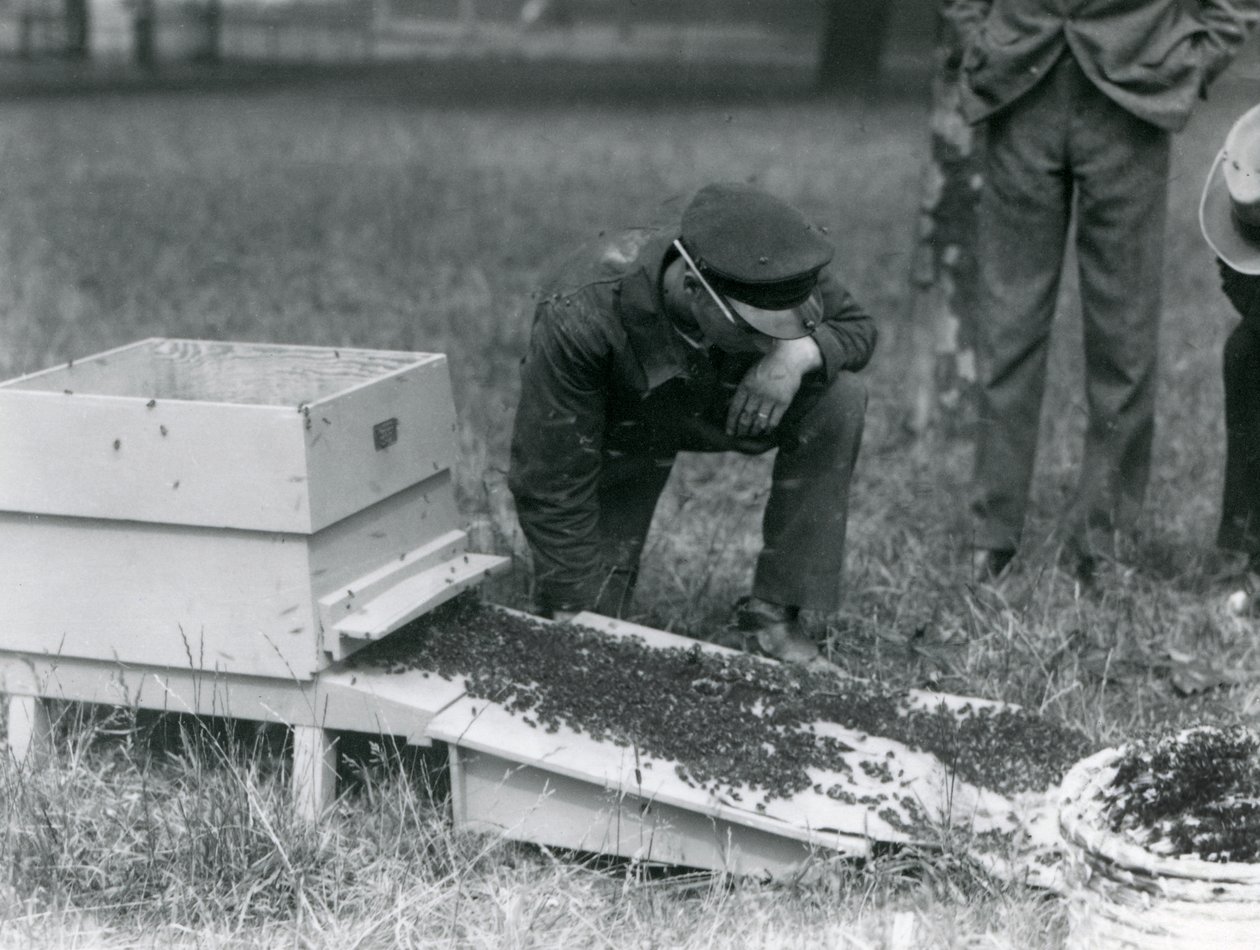 Un grupo de cuidadores, incluido Brown, moviendo un enjambre de abejas, Zoológico de Londres, julio de 1926 de Frederick William Bond