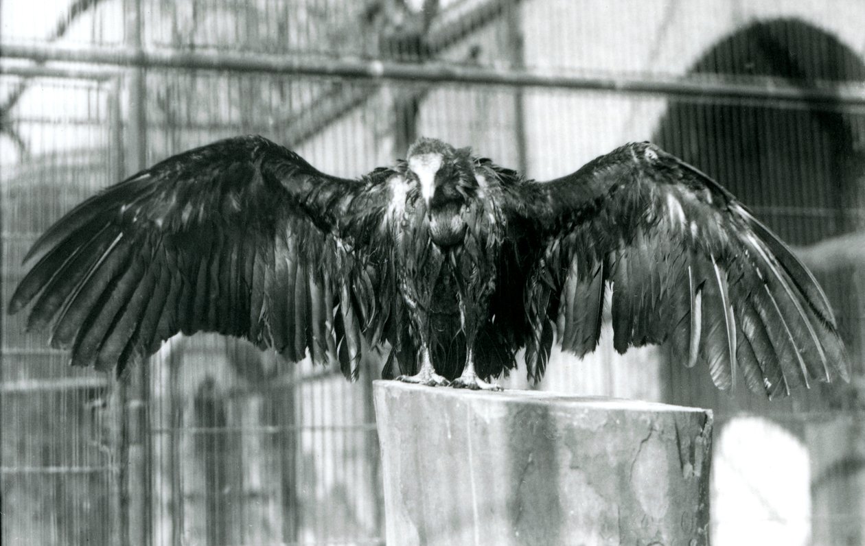 Un buitre encapuchado, de pie sobre un tronco con las alas extendidas, disfrutando de una lluvia de abril en el Zoológico de Londres, antes de 1930 de Frederick William Bond
