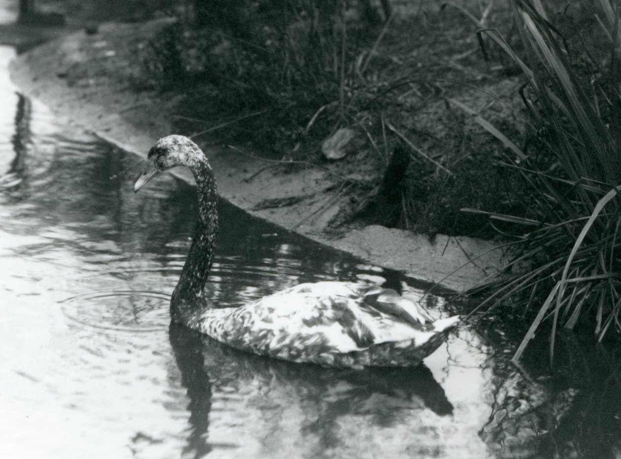 Un cisne híbrido, Mudo x Negro, nadando en un estanque en el Zoológico de Londres en 1927 de Frederick William Bond