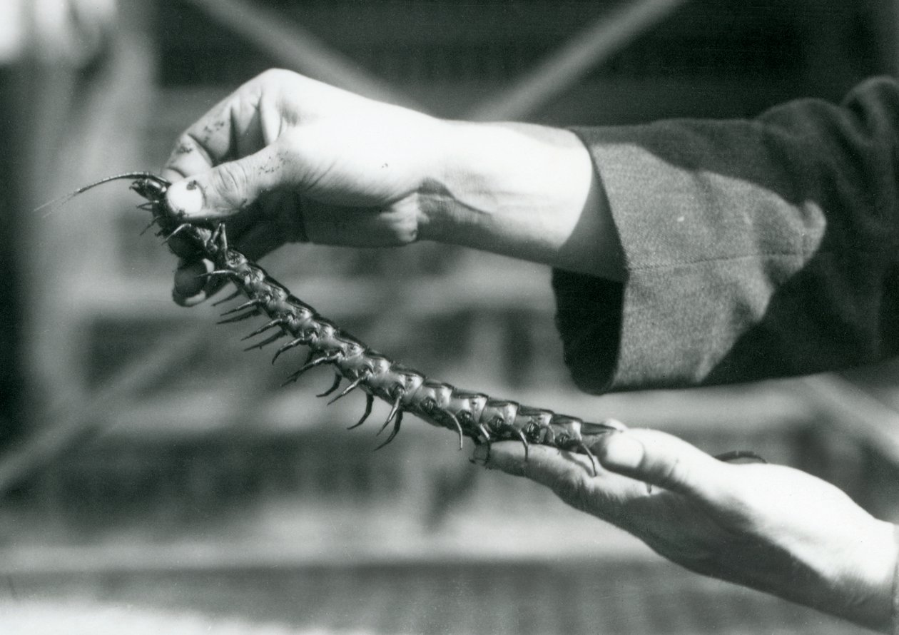Un cuidador sosteniendo un ciempiés gigante en sus manos, Zoológico de Londres, 1927 de Frederick William Bond