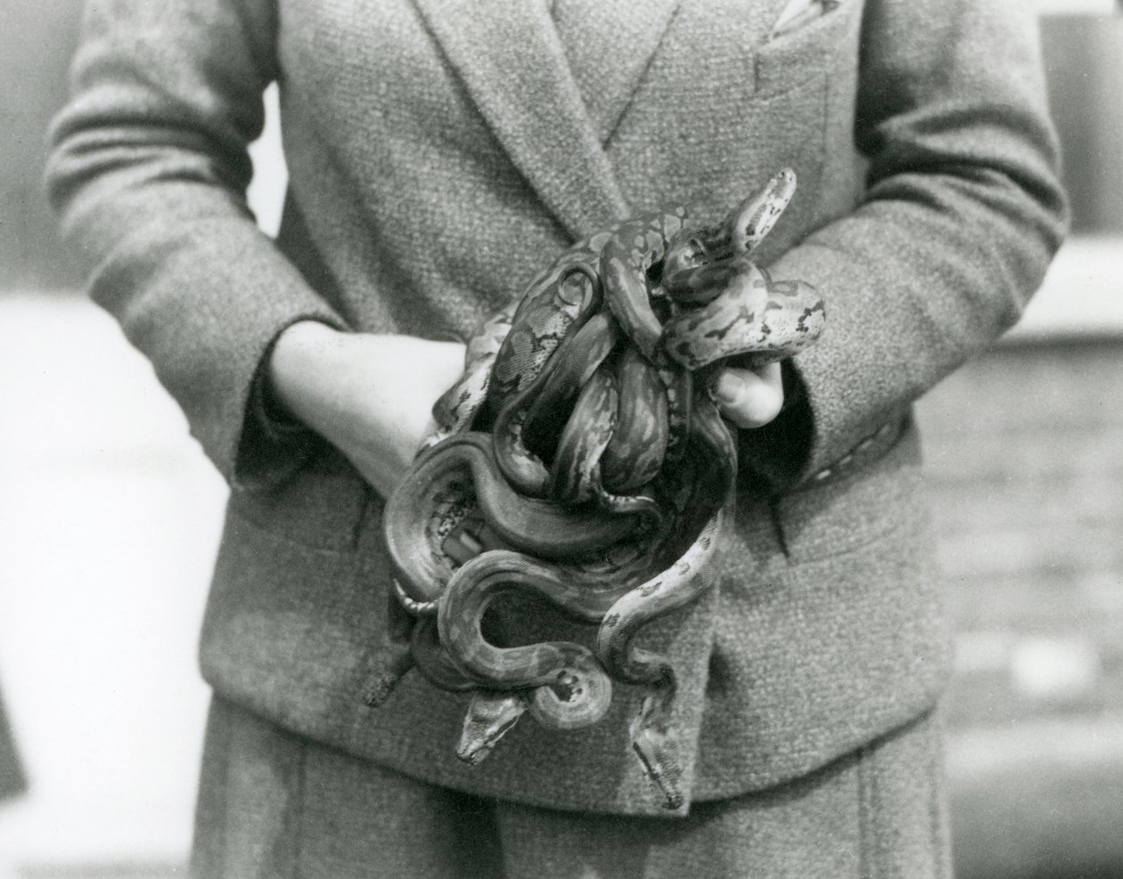 Un cuidador sosteniendo un nudo de jóvenes Pitones Reales en el Zoológico de Londres en 1931 de Frederick William Bond