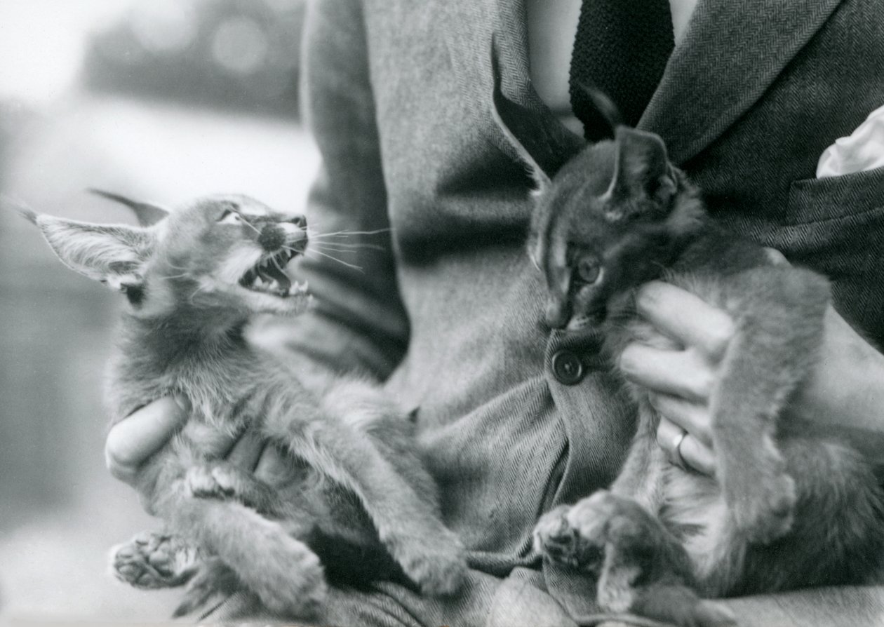 Un Guardián Sosteniendo un Par de Gatitos de Caracal en su Regazo, Zoológico de Londres, 1924 de Frederick William Bond