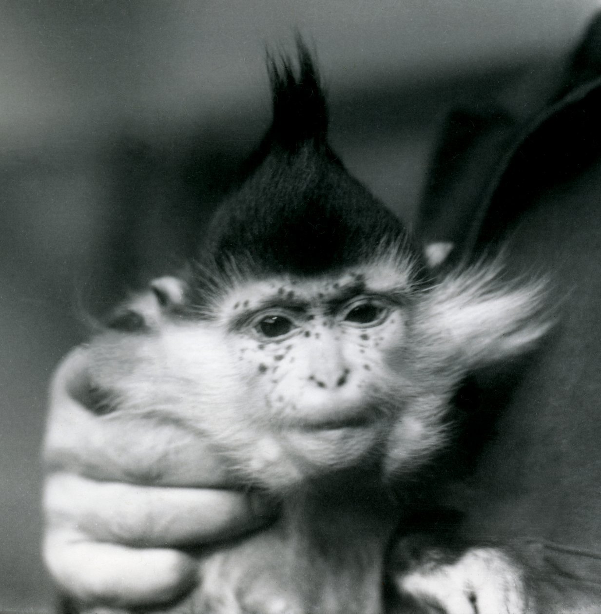 Un cuidador sostiene a Freckles, un Mangabey Crestado Negro o del Congo, Zoológico de Londres, 1924 de Frederick William Bond