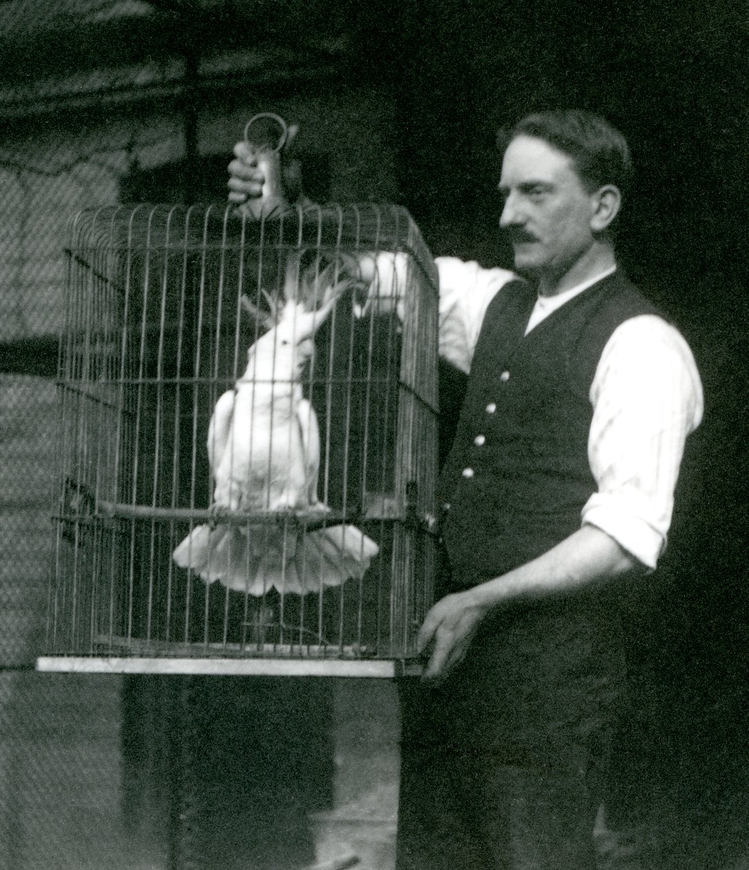 Un cuidador sostiene un Cacatúa de Cresta de Azufre, Jade, en su jaula en el Zoológico de Londres en octubre de 1924 de Frederick William Bond