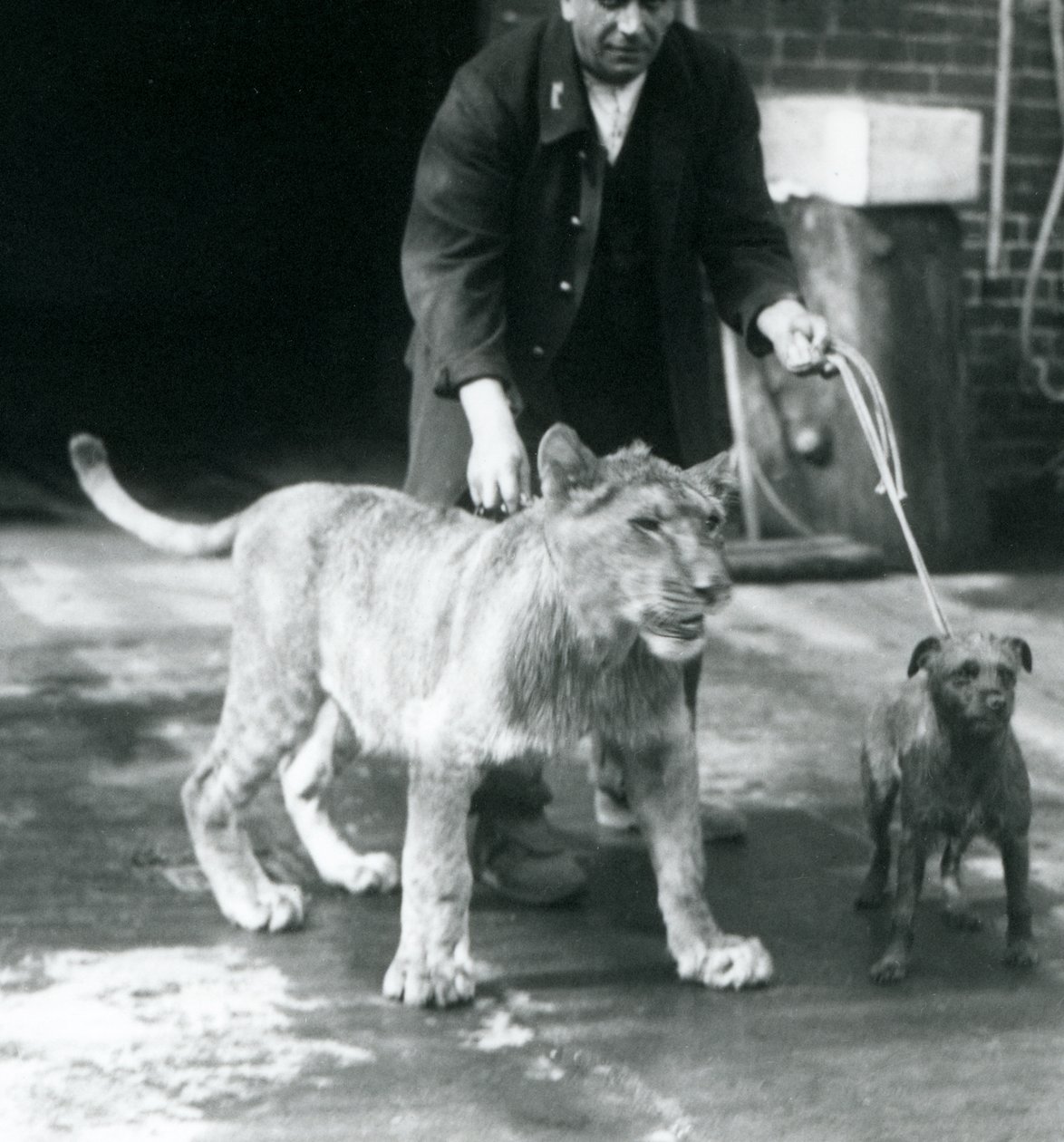 Un cuidador paseando a un perro y un joven león, Zoológico de Londres, agosto de 1925 de Frederick William Bond