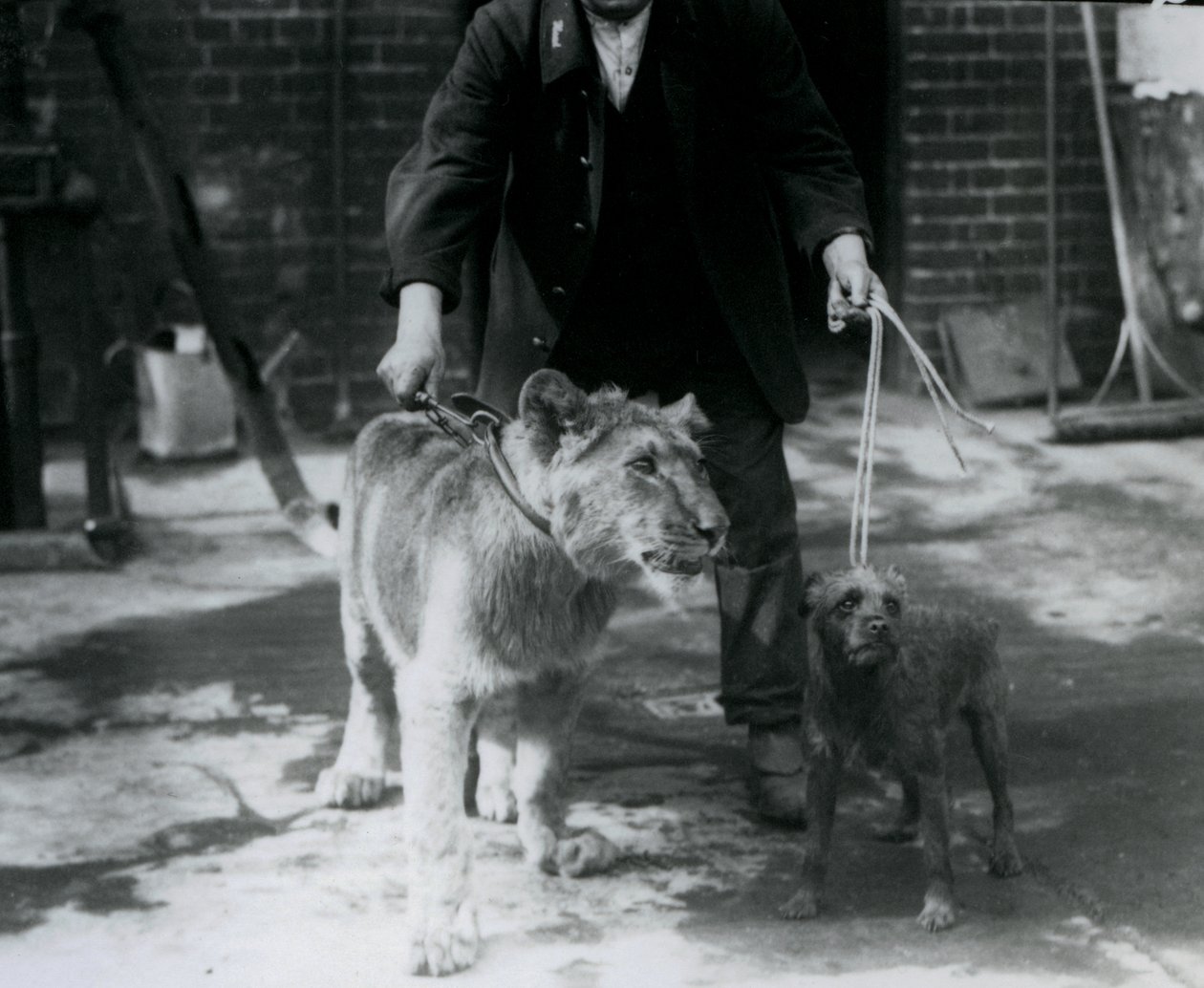 Un cuidador paseando a un Terrier irlandés y un joven león con correas, Zoológico de Londres, septiembre de 1925 de Frederick William Bond