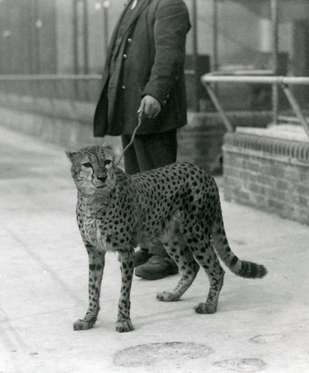 Un cuidador con un guepardo con correa, Zoológico de Londres de Frederick William Bond