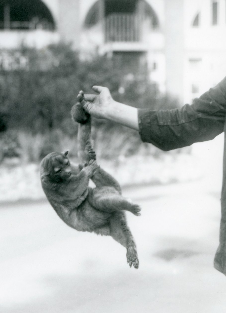 Un kinkajú suspendido del dedo de un cuidador por su cola prensil, Zoológico de Londres, septiembre de 1925 de Frederick William Bond